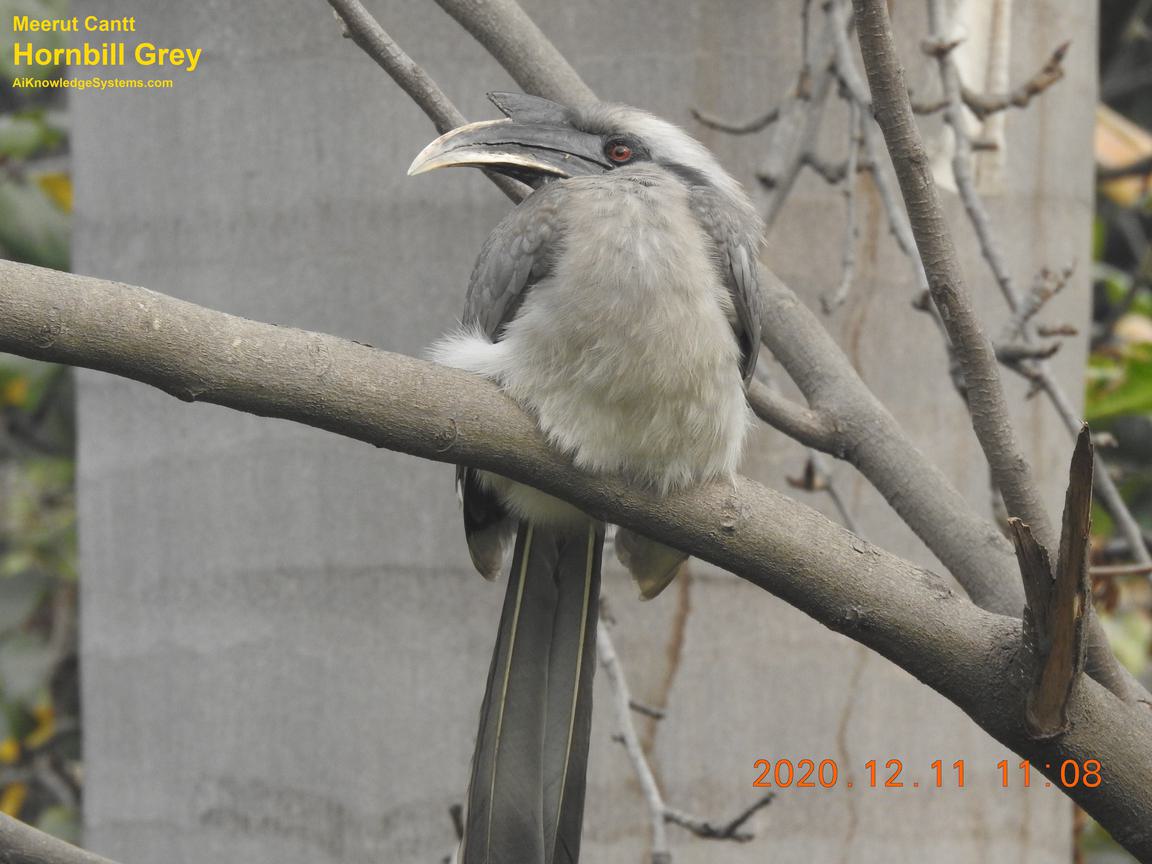 Hornbill Grey (105) Coming Soon